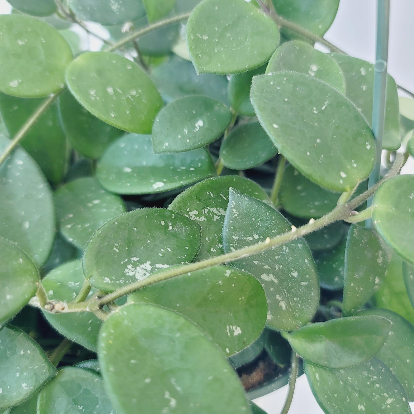 Hoya Mathilde Live Plant – Hoya Carnosa x Hoya Serpens - Rare Trailing Houseplant - Hoya Plants Live Houseplants - Air Purifying Plant - Ships from CA