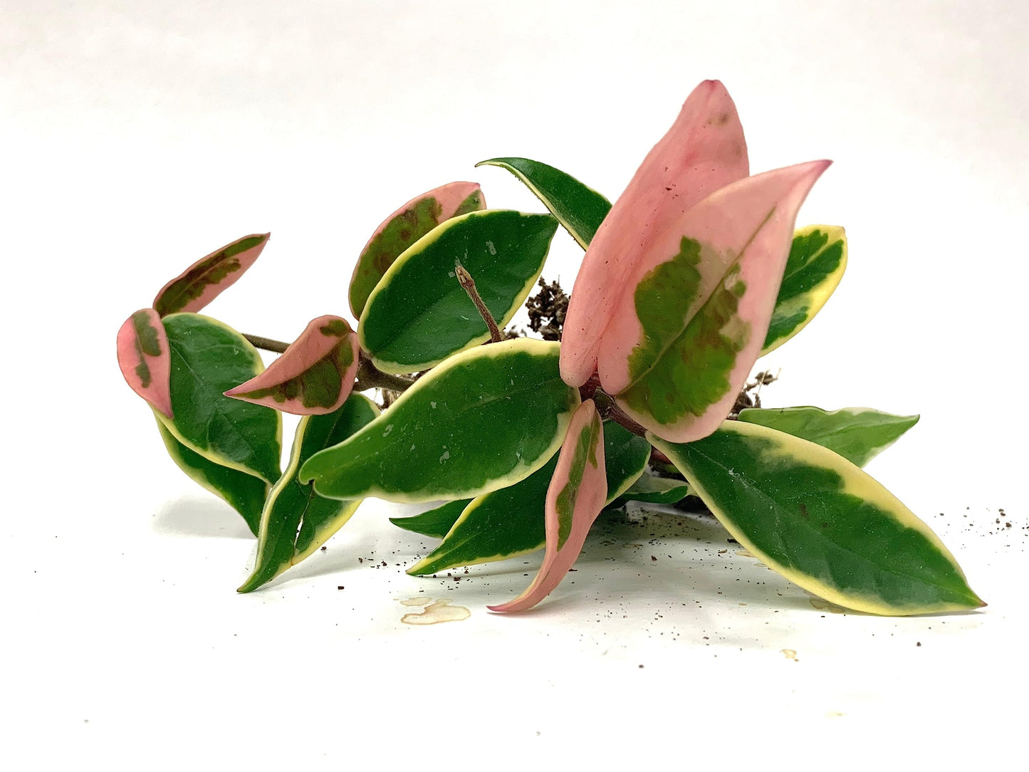 Hoya Krimson Queen Available in 2" Pot, 4" Pot, and 6" Hanging Pot, Live Arrival Guaranteed! Live Hoya Plant Live Indoor Plant