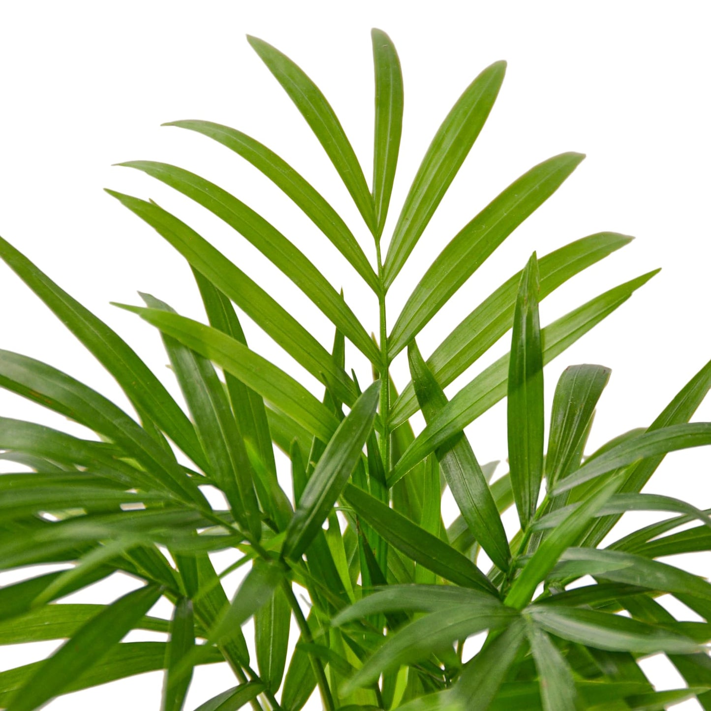 Parlor Palm Live Indoor Plant | Neanthebella Live Plant | Air Purifying Plant | Ship from CA in Nursey Pot | PET Friendly