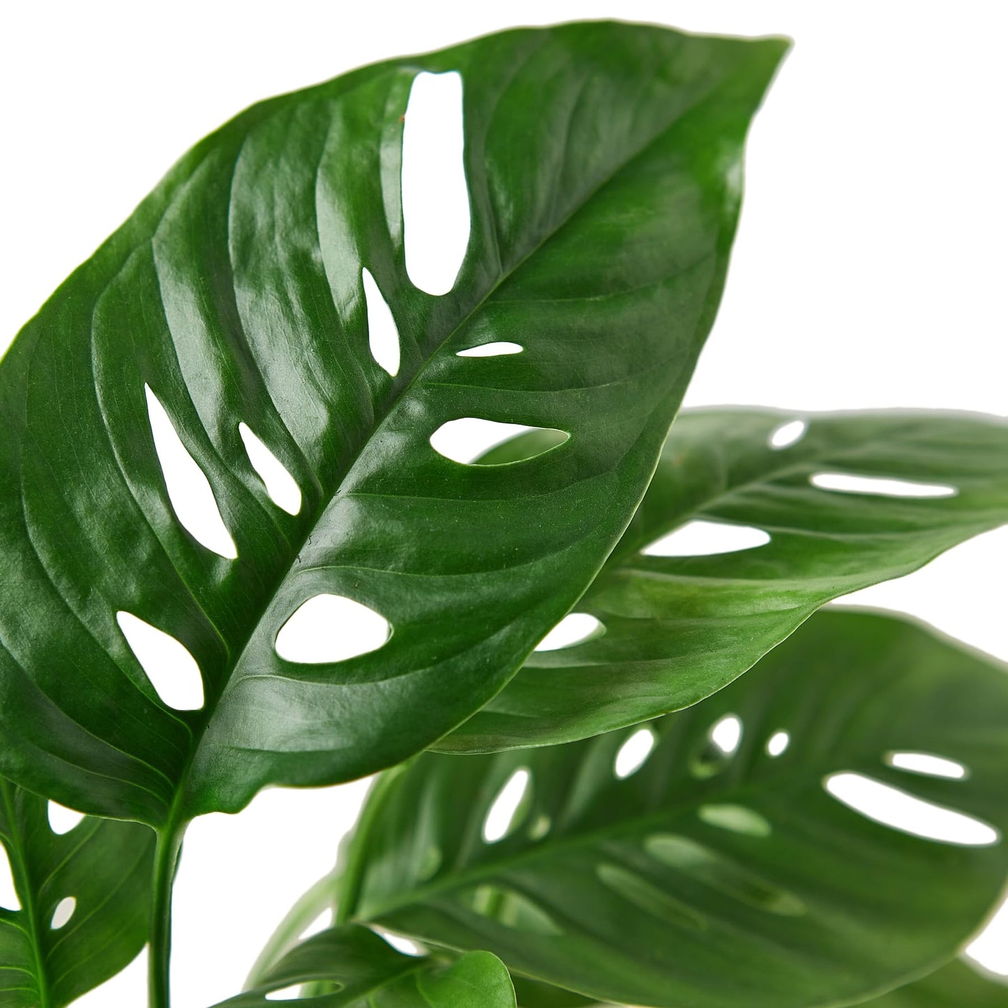 Premium Monstera Adansonii - Exotic Swiss Cheese Vine - Rare Indoor Plant - Swiss Cheese Plant Live - Monstera Plant Live - Limited Stock, Order Now