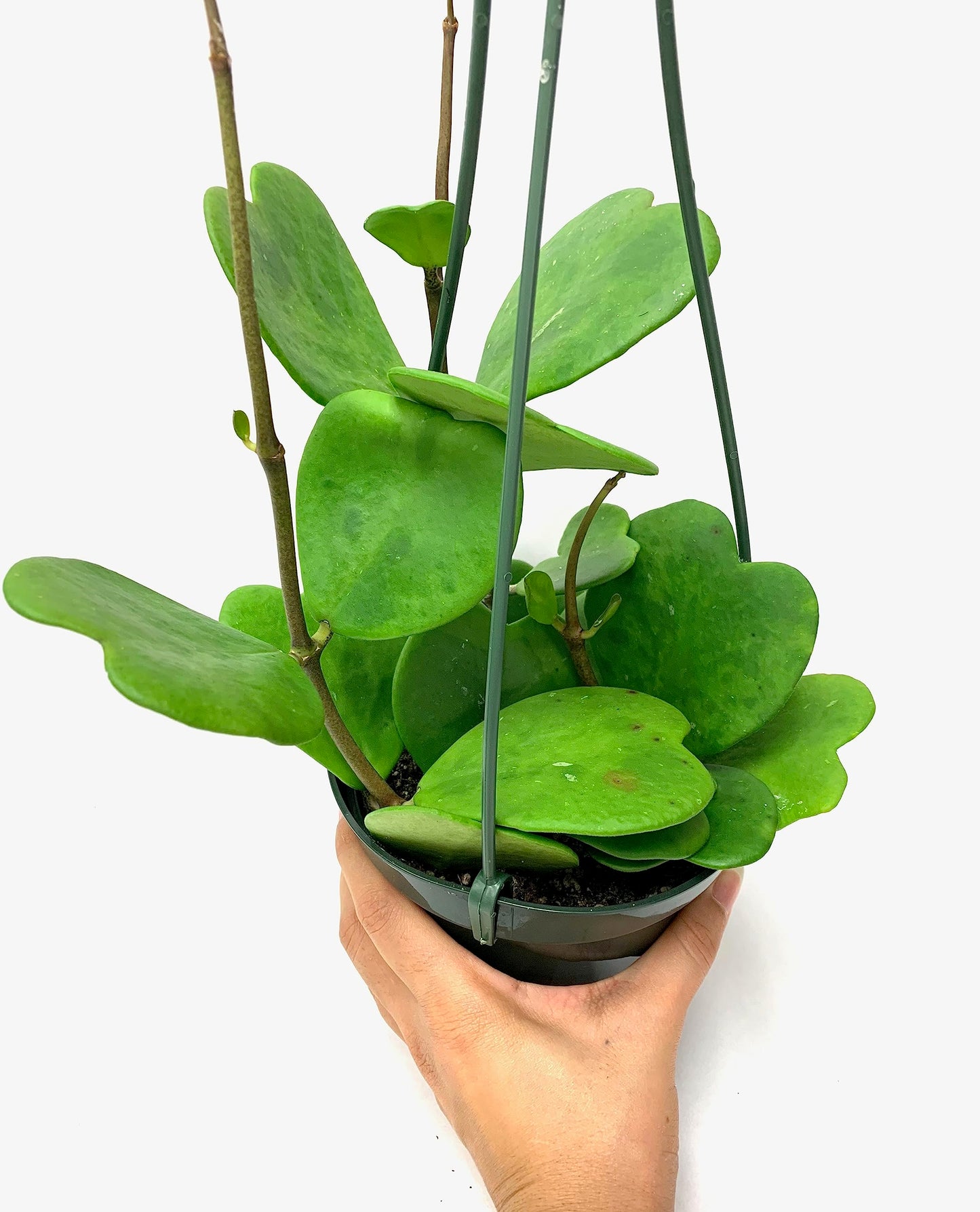 Hoya Kerrii Plant with Heartshape Leaves Live Hoya Plant Great Gift for Mothers and Loved Ones Sweetheart Hoya Live Plant
