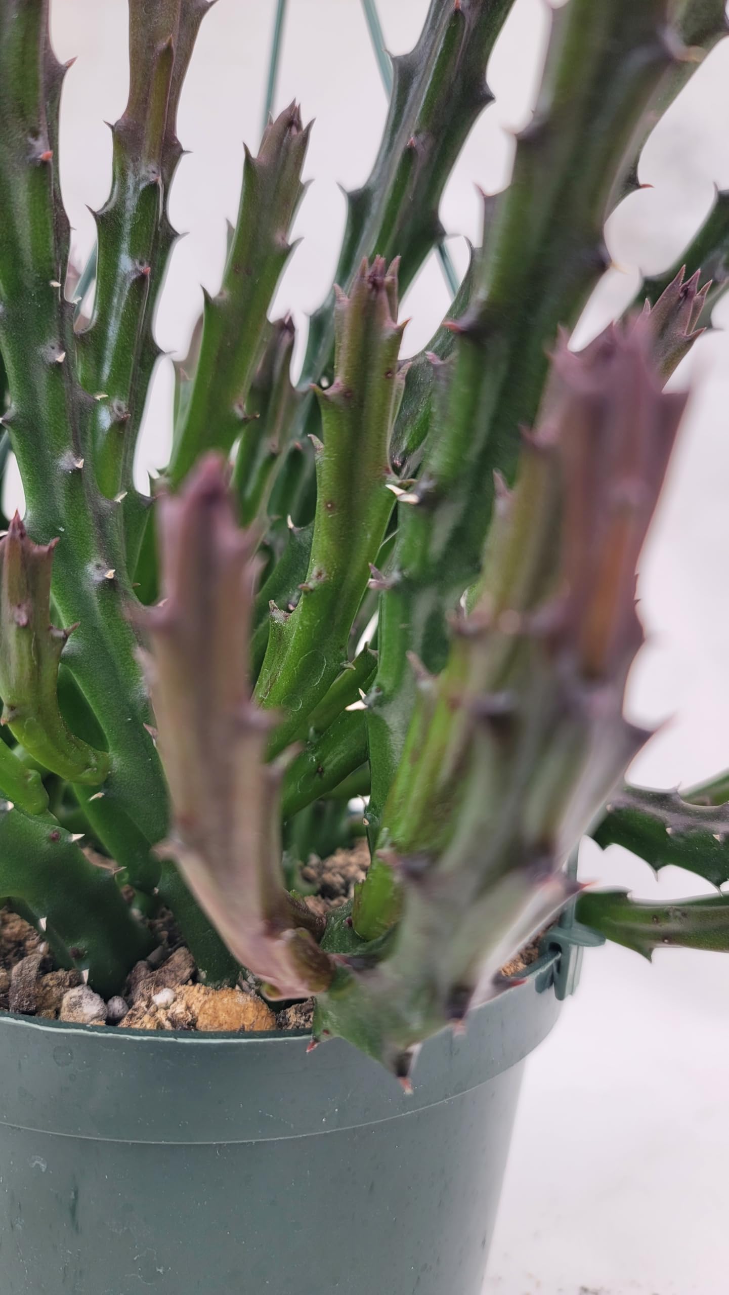Lifesaver Plant with Purple Flowers - Live Plant in Pot - Stapelia Mutabilis - Beautiful Indoor Outdoor Cacti Succulent Houseplant with Exotic Blooms