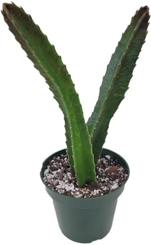 Starfish Cactus with Beautiful Giant Yellow Flowers | Stapelia gigantea | Giant Starfish Plant | Rare Live Plant Huernia | CA Seller