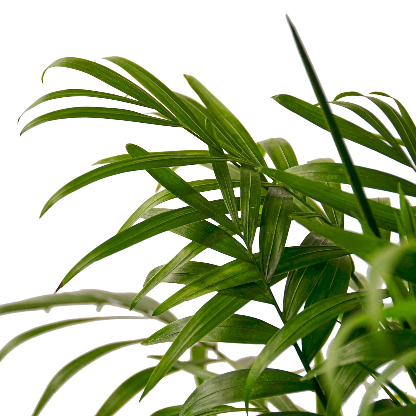 Parlor Palm Live Indoor Plant | Neanthebella Live Plant | Air Purifying Plant | Ship from CA in Nursey Pot | PET Friendly