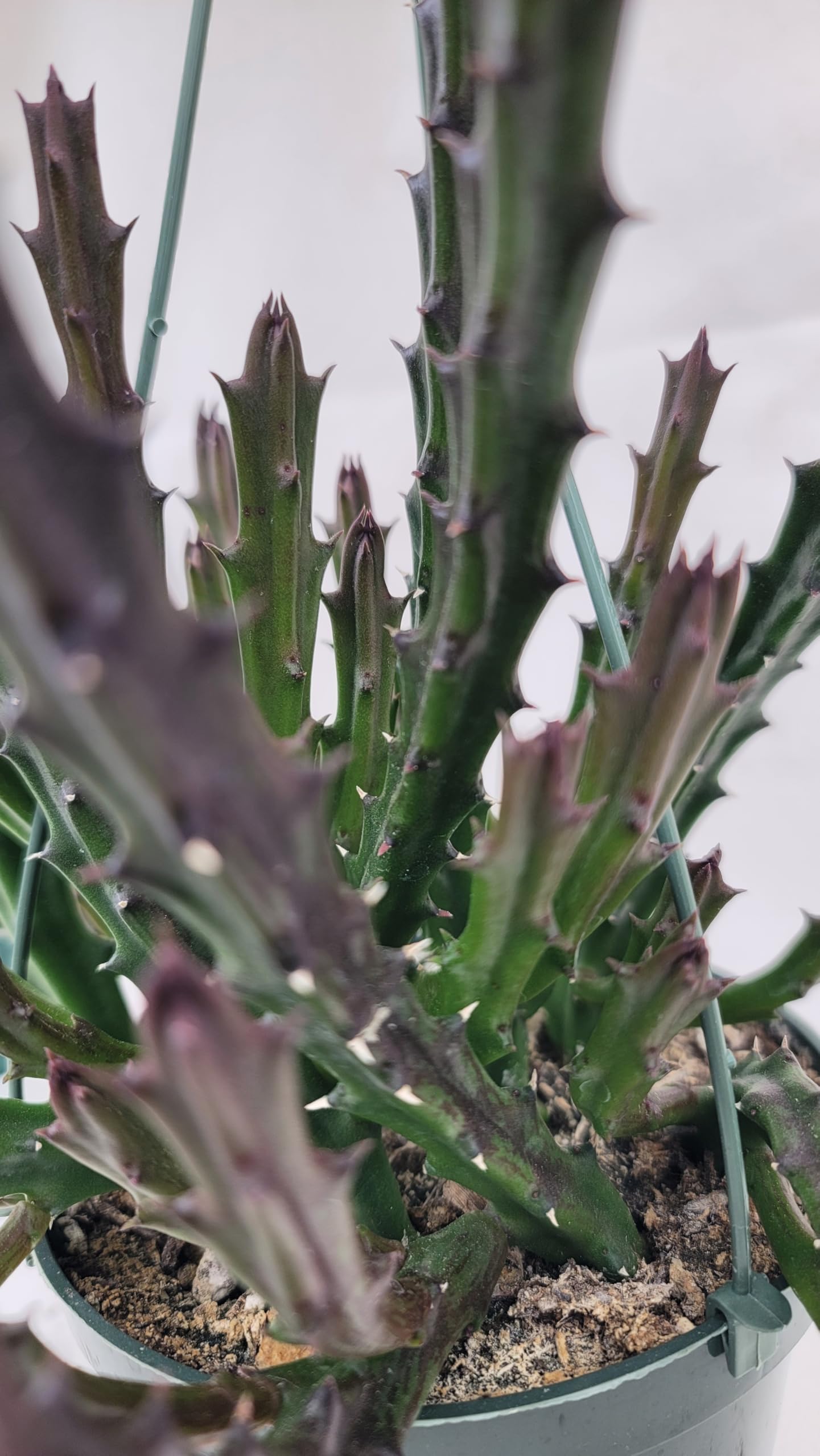 Lifesaver Plant with Purple Flowers - Live Plant in Pot - Stapelia Mutabilis - Beautiful Indoor Outdoor Cacti Succulent Houseplant with Exotic Blooms