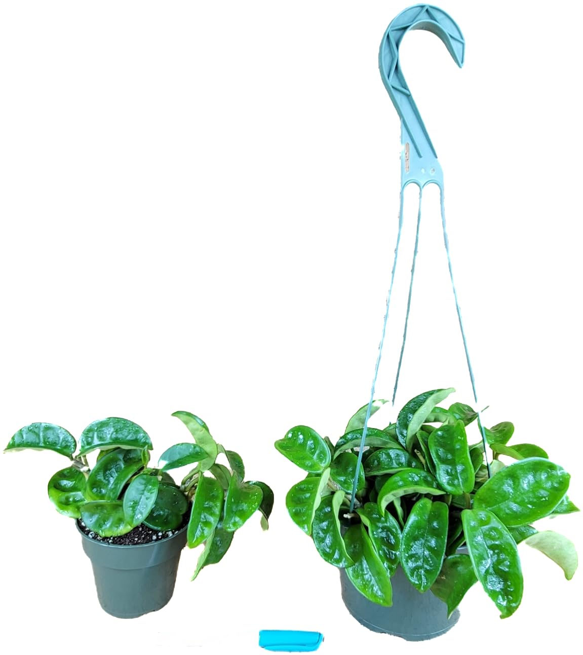 Hoya Krinkle 8 Live Hoya Plant Pink Flowers with Chocolate Smells Available in 2", 4", and 6" Pot