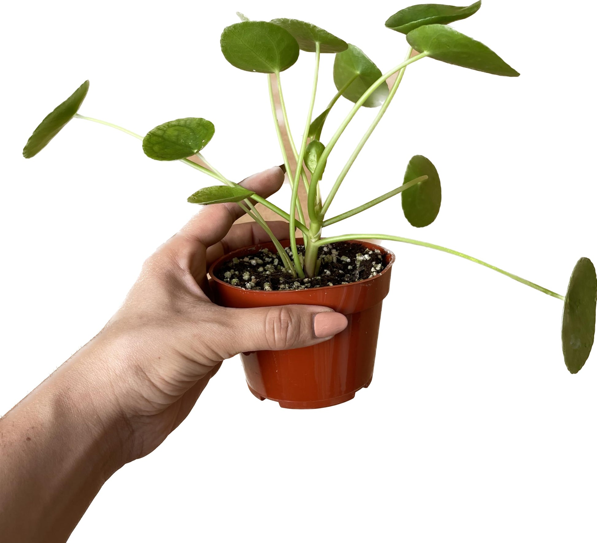 chinese money plant where to buy Chinese Money Plant Live - Pilea peperomioides Live Plant | Easy Care Indoor Houseplant | Air Purifying | 4-Inch & 6-inch Pot Available