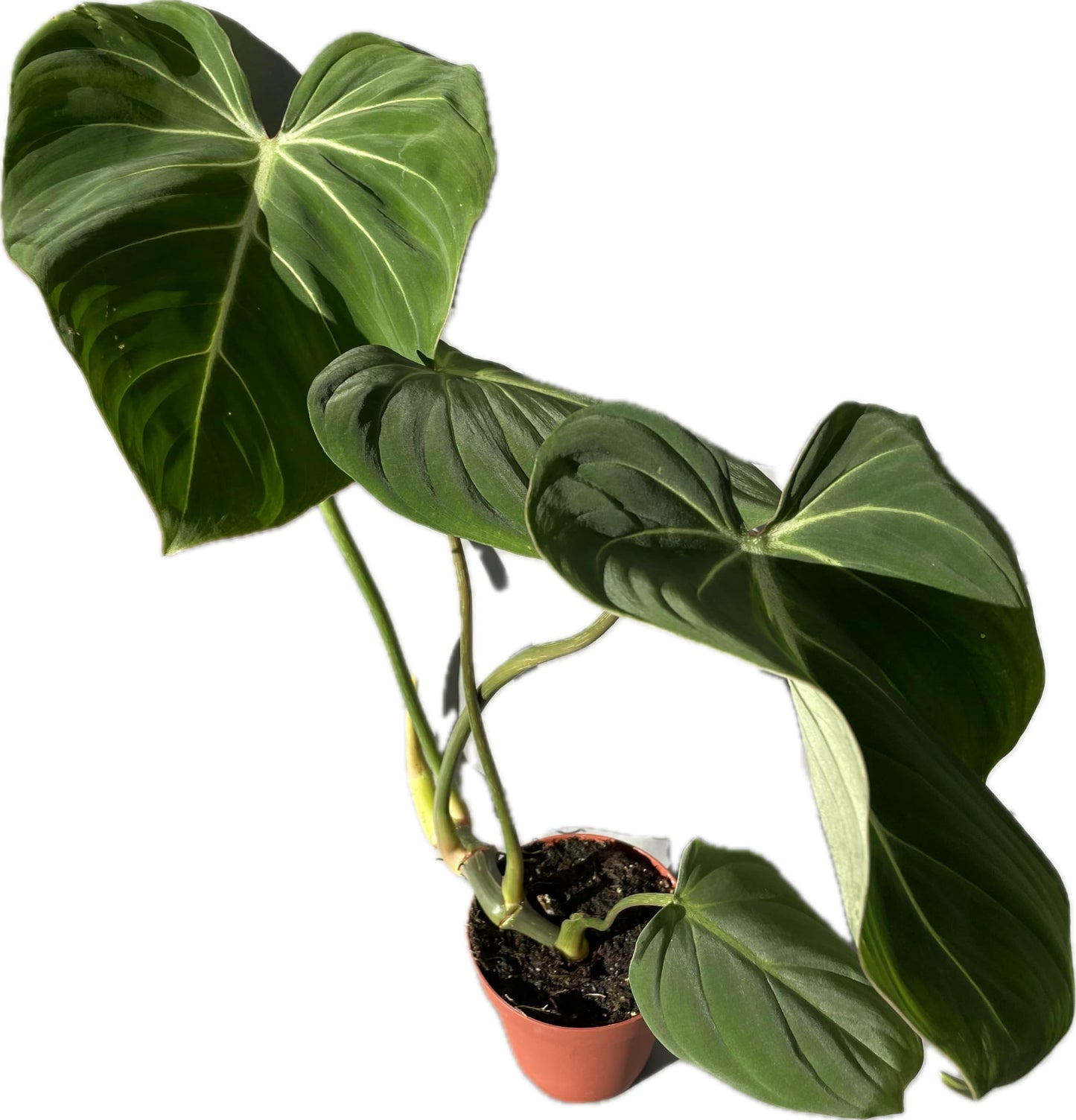 Philodendron Gloriosum - Rare Velvet Heart-Shaped Leaves - Philodendron Live Plant in 4" Pot - Easy Care & Low Maintenance Air Purifying Live Indoor Plant – Minor Leaf Imperfection - CA Seller