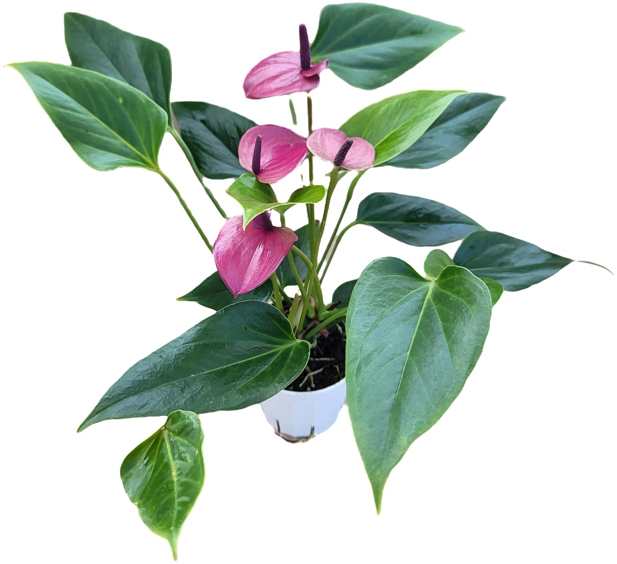 Anthurium Purple Andraeanum - Exquisite Indoor Plant with Long-Lasting Blooms and Lush Foliage & Glossy Purple Flowers - Easy-Care Indoor Plant - CA Seller - Air Purifying Plant