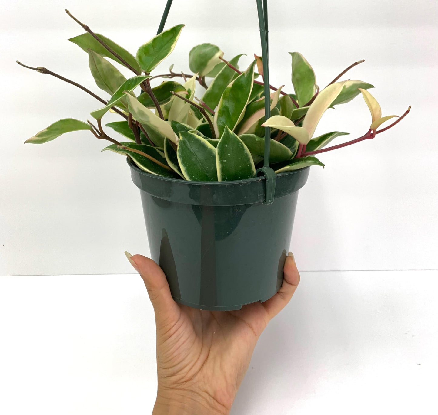 Hoya Krimson Queen Available in 2" Pot, 4" Pot, and 6" Hanging Pot, Live Arrival Guaranteed! Live Hoya Plant Live Indoor Plant