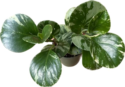 Live Rubber Plant - Peperomia Marble - Peperomia Obtusifolia Marble Variegated - Available in 3", 4", and 6" Pots - CA Seller - Ideal Gift for Home, Office - Peperomia Live Plant