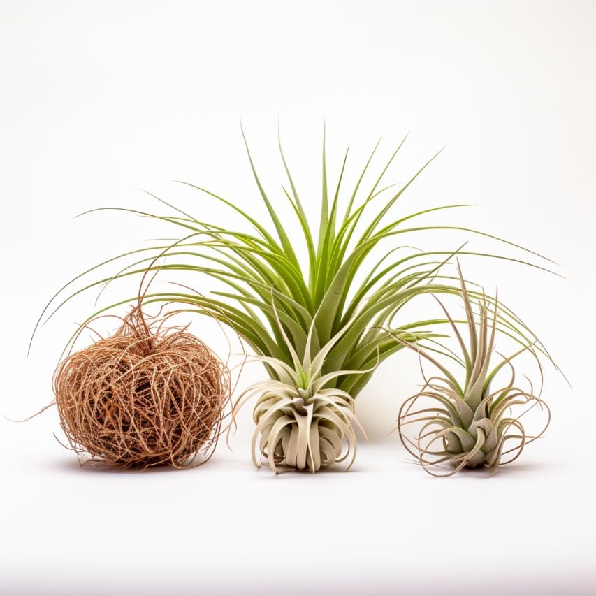 Air Plants Live Variety Pack - Pack of 3 Live Air Plants - Tillandsia Live Plants Assorted - Air Purifying Plant - California Seller