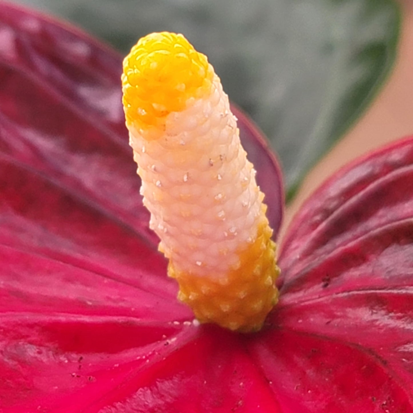 Anthurium Red Flower Aristo - Exotic Tropical Houseplant with Glossy Red Flowers and Lush Foliage - Easy-Care Indoor Plant - CA Seller - Air Purifying Plant