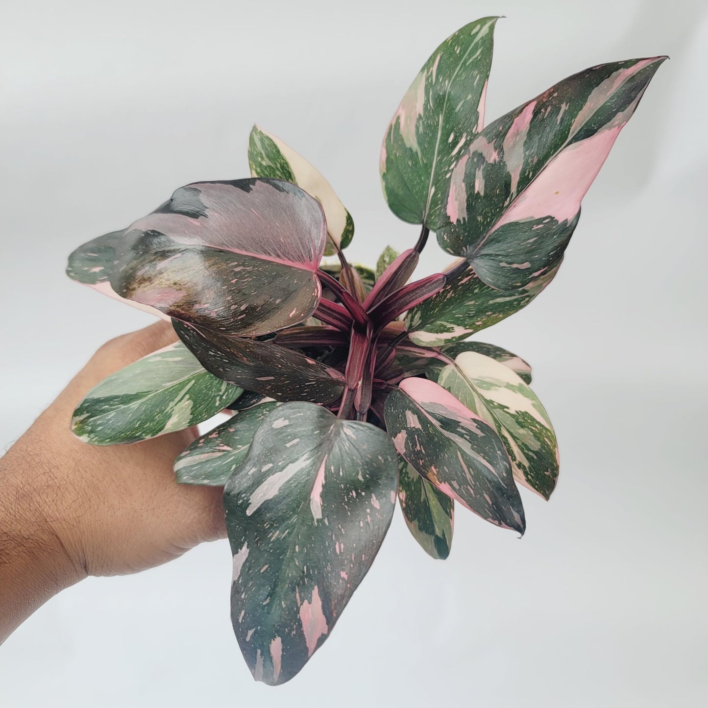 Philodendron Pink Princess Marble Galaxy Variegation with Dark Cherry Colors - Perfect Plant Gift - Rare Pink Live Plant - Variegated Philodendron eurebscens - CA Seller