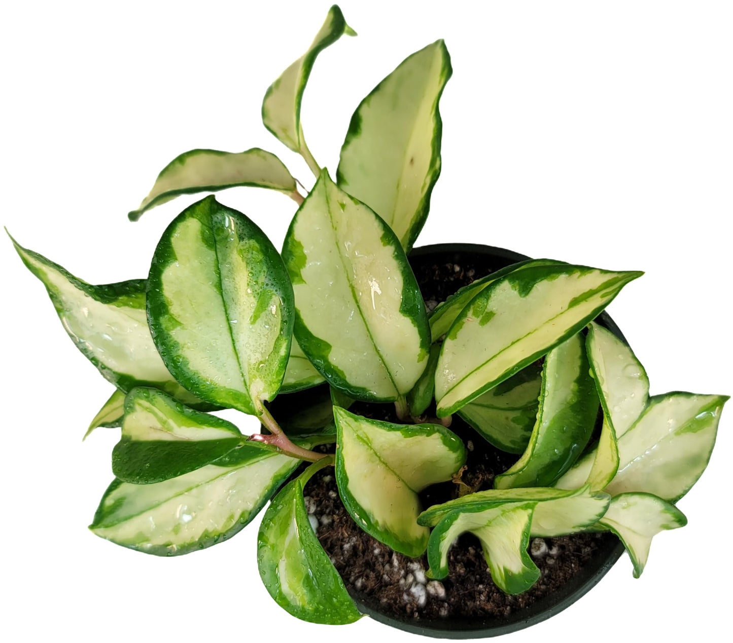 Hoya Krimson Princess Available in 2", 4", or 6" Pot Hoya Carnosa Vareiagata, Hoya Princess - Trailing Plant - Live Hoya Plant - Air Purifying Plant - Live Arriaval Guarantee!