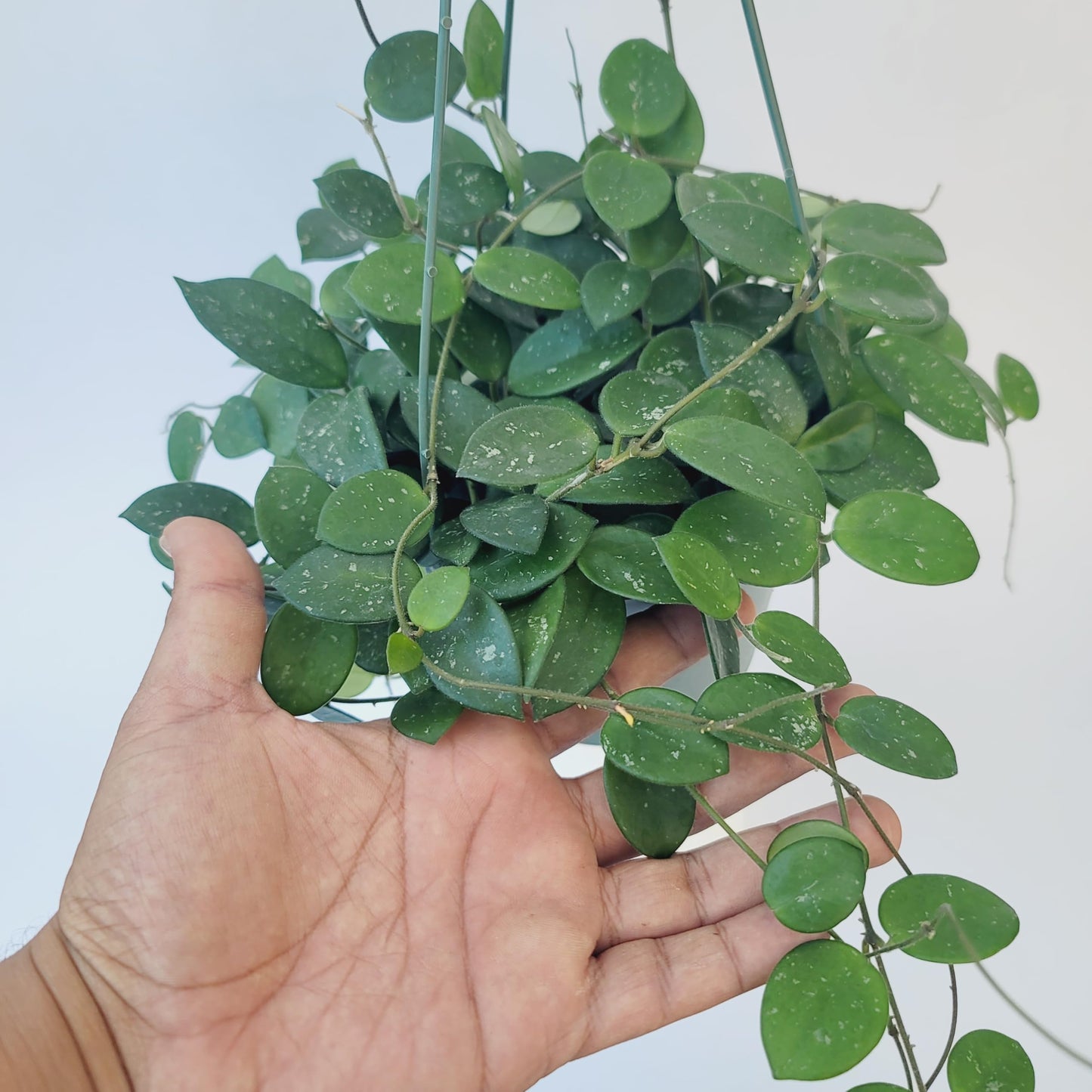 Hoya Mathilde Live Plant – Hoya Carnosa x Hoya Serpens - Rare Trailing Houseplant - Hoya Plants Live Houseplants - Air Purifying Plant - Ships from CA