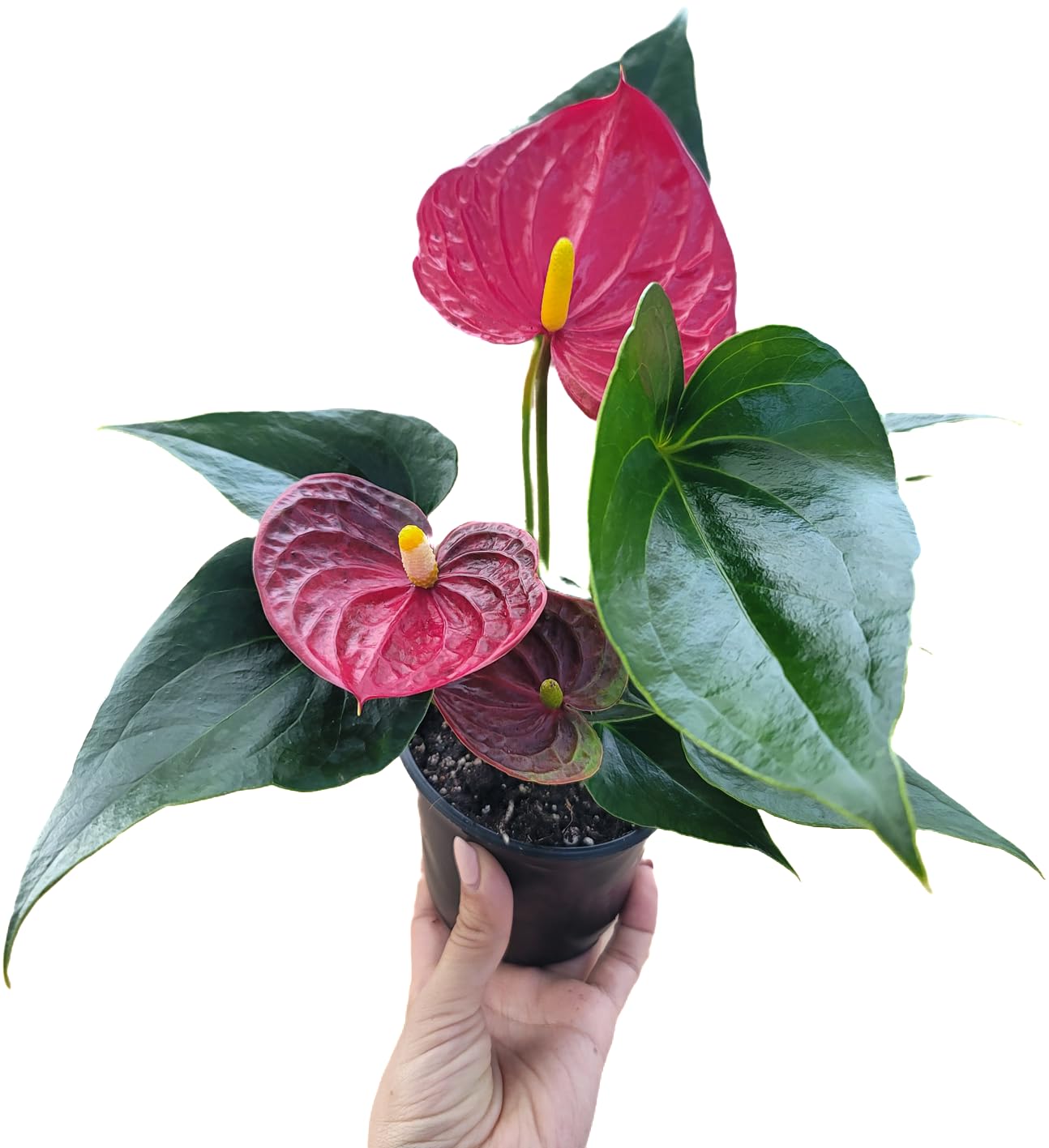 Anthurium Red Flower Aristo - Exotic Tropical Houseplant with Glossy Red Flowers and Lush Foliage - Easy-Care Indoor Plant - CA Seller - Air Purifying Plant
