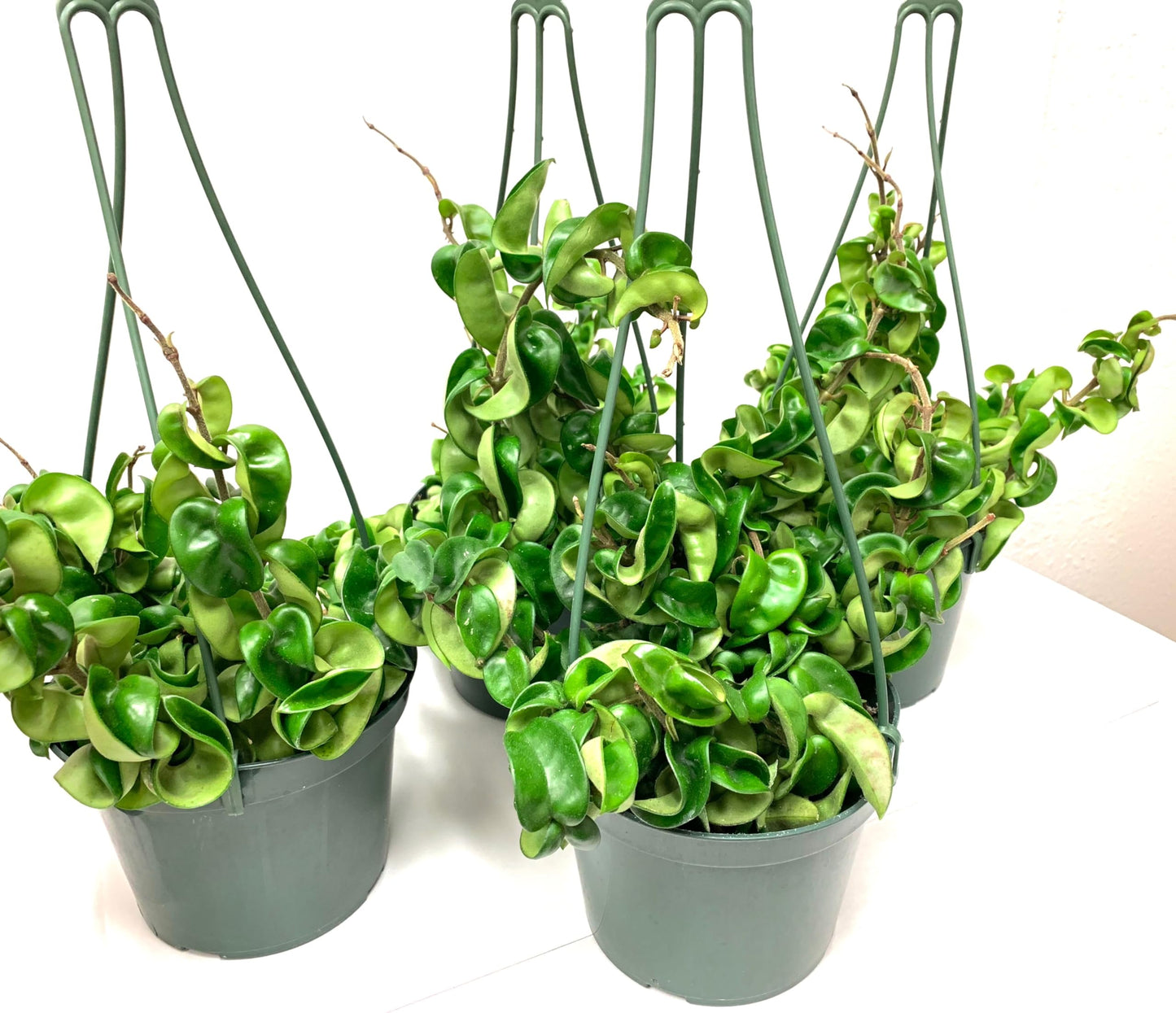 Hoya Compacta aka Hoya Hindu Rope Available in 2", 4", and 6" Pot Live Hoya Plant Captivating Vine Plant for Air-Purifying - Hoya Plants Live Houseplants