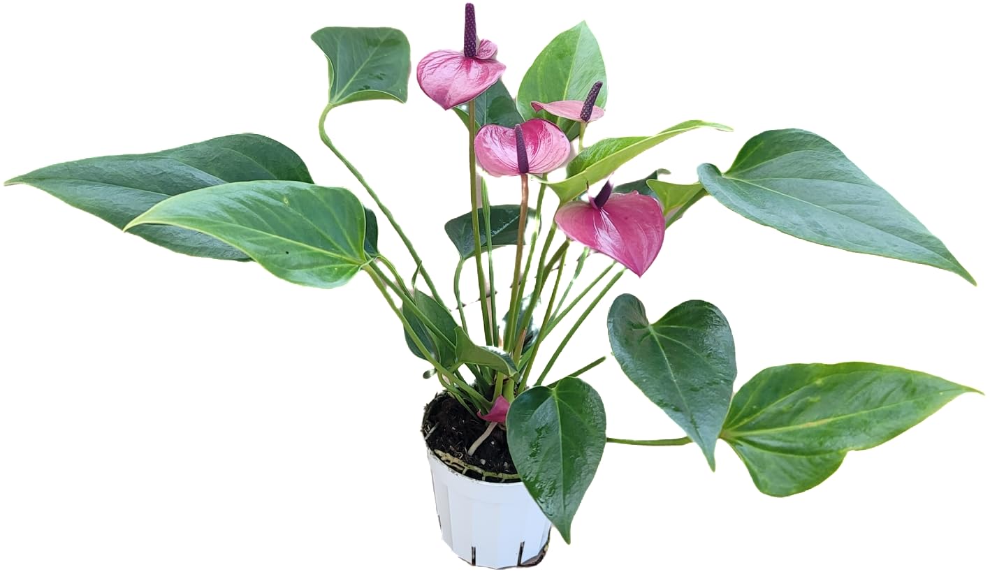 Anthurium Purple Andraeanum - Exquisite Indoor Plant with Long-Lasting Blooms and Lush Foliage & Glossy Purple Flowers - Easy-Care Indoor Plant - CA Seller - Air Purifying Plant