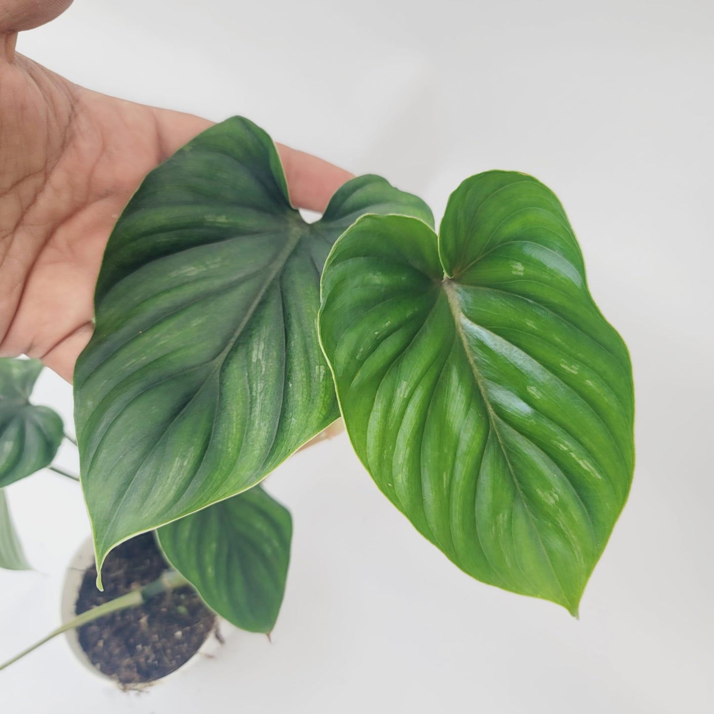 Philodendron Plowmanii – Rare Collector Philodendron with Large Silver-Green Quilted Leaves – Exotic Aroid Live Plant for Indoor Décor – Easy Tropical Houseplant