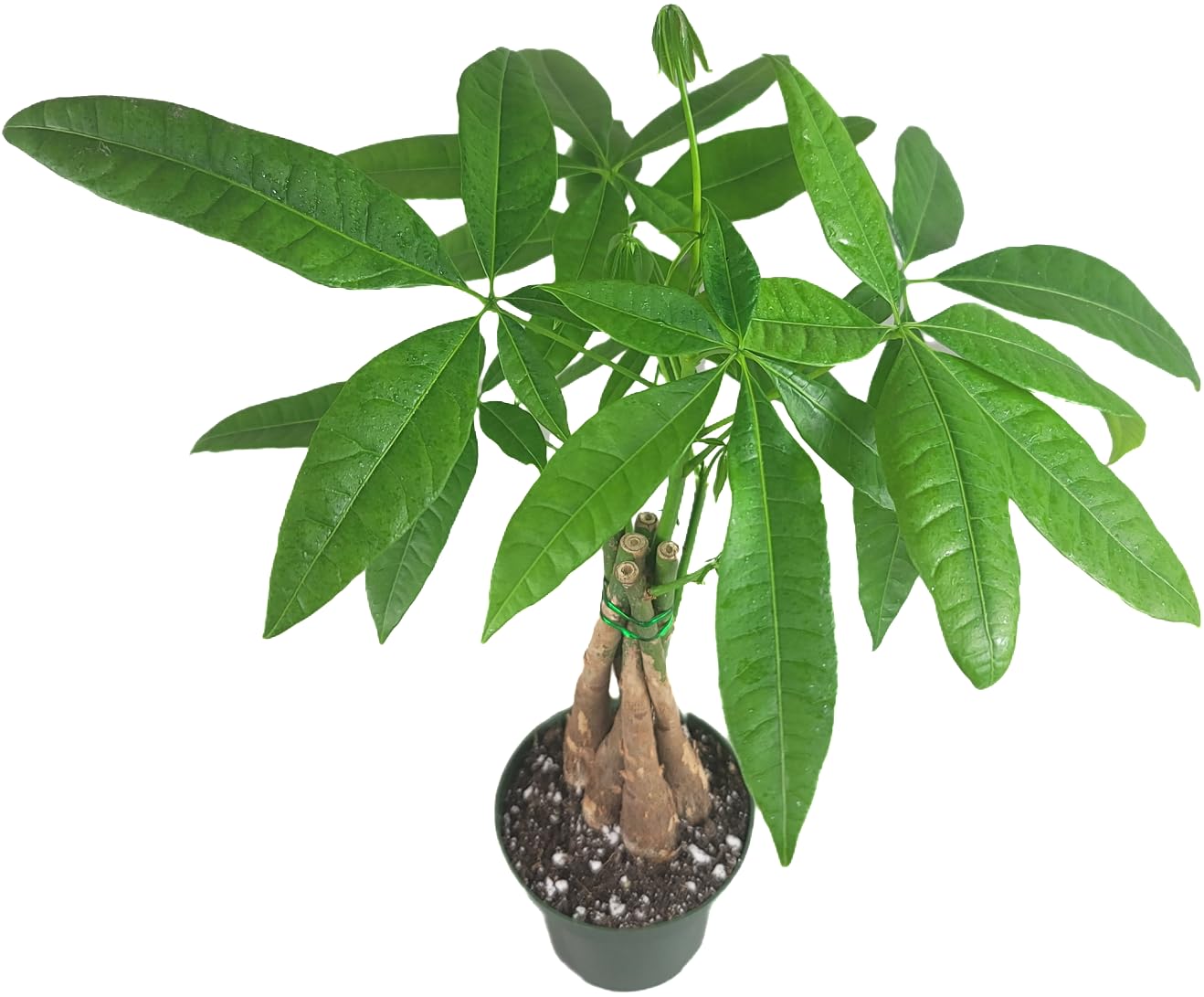 air purifying money plant Chinese Money Tree Live Plant - Pachira Aquatica