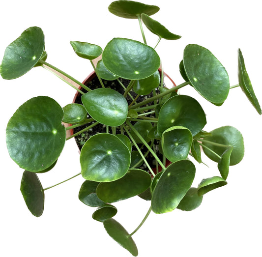 Chinese Money Plant Live - Pilea peperomioides Live Plant | Easy Care Indoor Houseplant | Air Purifying | 4-Inch & 6-inch Pot Available | California Seller
