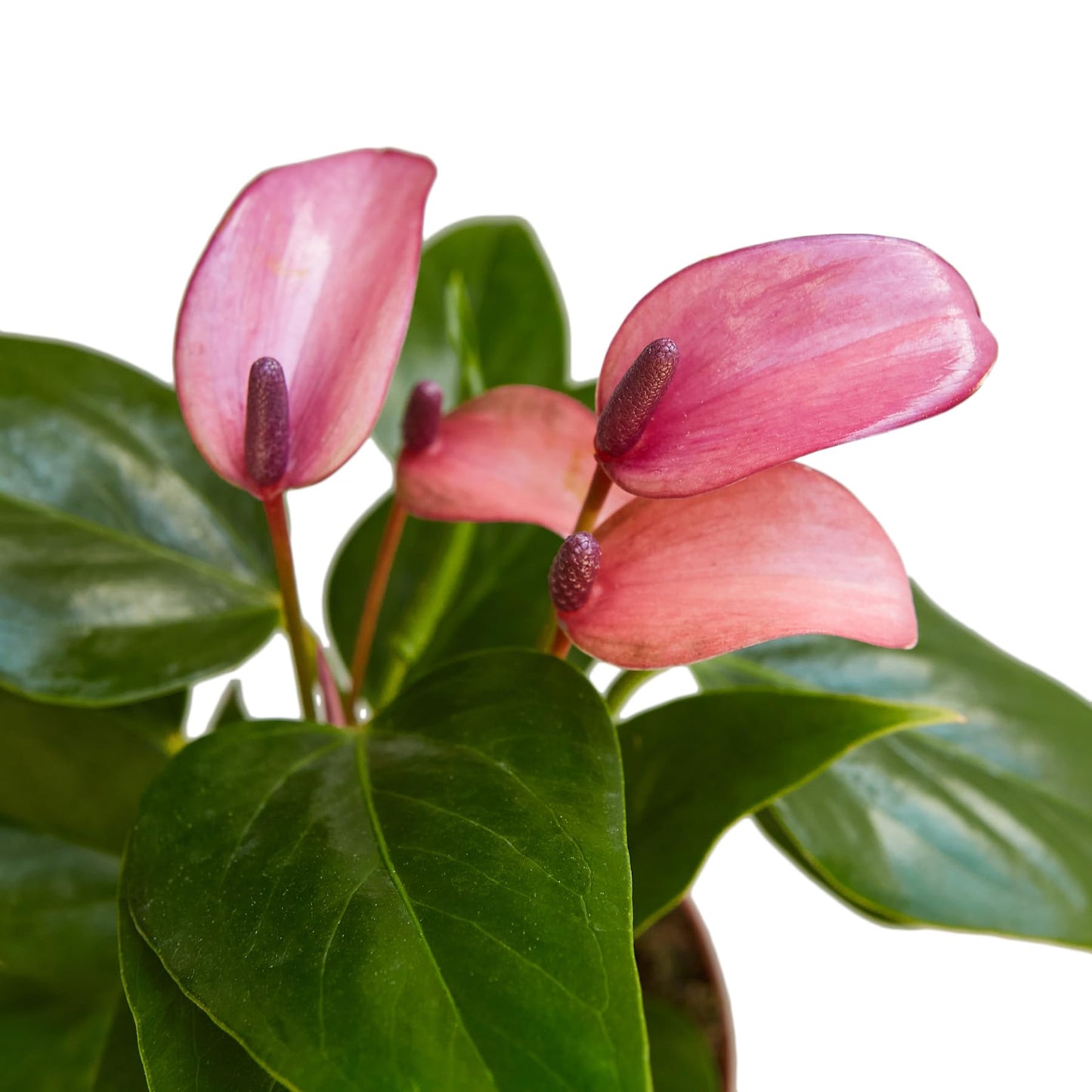 Anthurium Purple Andraeanum - Exquisite Indoor Plant with Long-Lasting Blooms and Lush Foliage & Glossy Purple Flowers - Easy-Care Indoor Plant - CA Seller - Air Purifying Plant