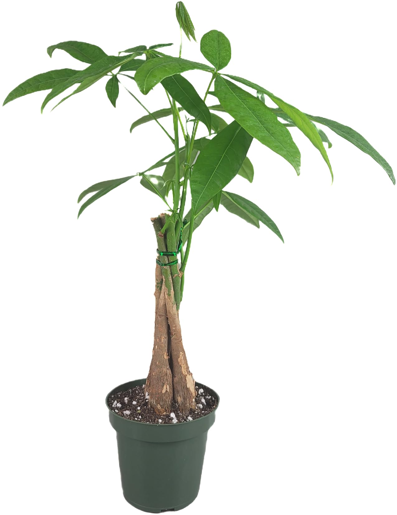 Chinese Money Tree Live Plant - Pachira Aquatica - Braided Chinese Money Plant Live - 12 to 16 inches Tall Live Bonsai Tree - Air Purifying Plant - California Seller