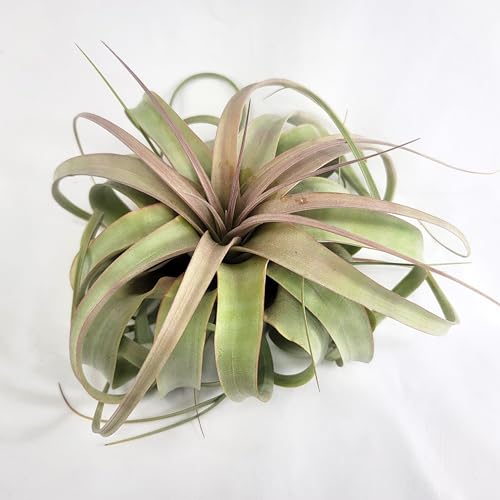 Large Air Plant Live Tillandsia Xerographica | Size 6-8 inches | Tillandsia Xerographica Large Air Plant Live | CA Seller