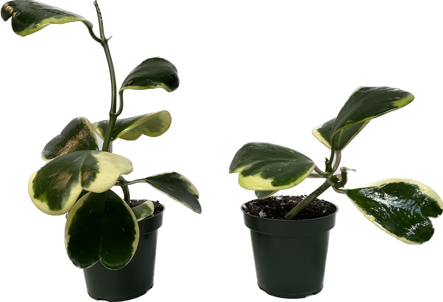 Variegated Hoya Kerrii - Hoya Plants Live Houseplant - Live Hoya Plant - Outer Variegated Hoya Kerrii - Plant Gift - Air Purifying Plant