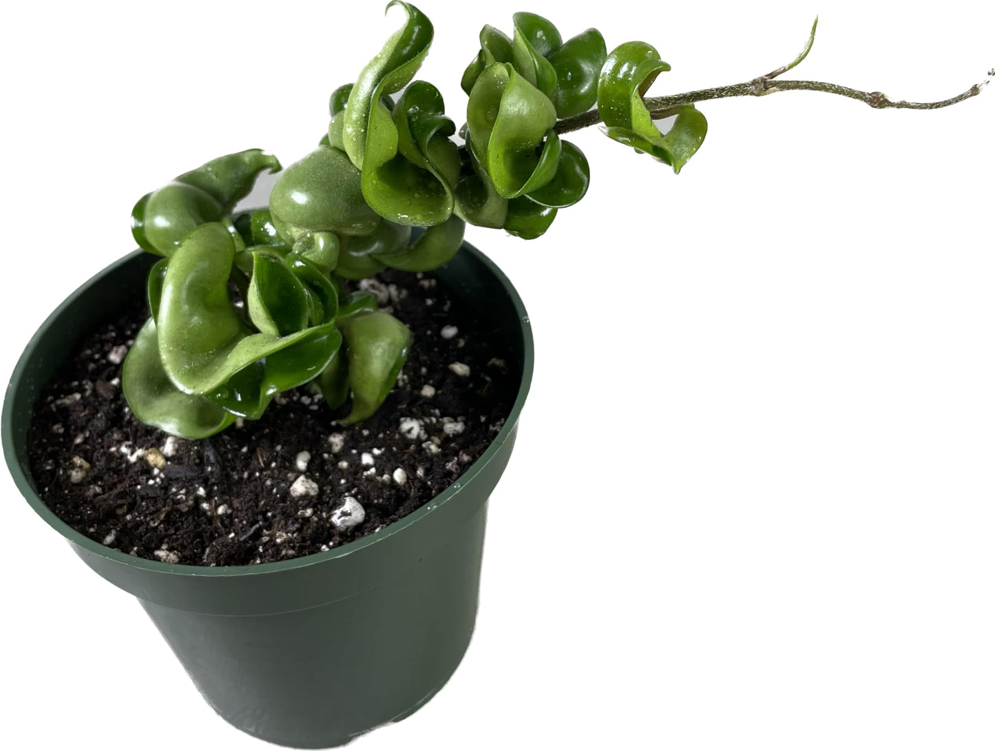 Hoya Compacta in 4" Pot aka Hoya Hindu Rope Plant or Hoya Krinkle Kurl - Hoya Plant Live Houseplants - Live Hoya Plant - Hoya Compacta Live Plant - Air Purifying Plant - Pet Friendly Plant