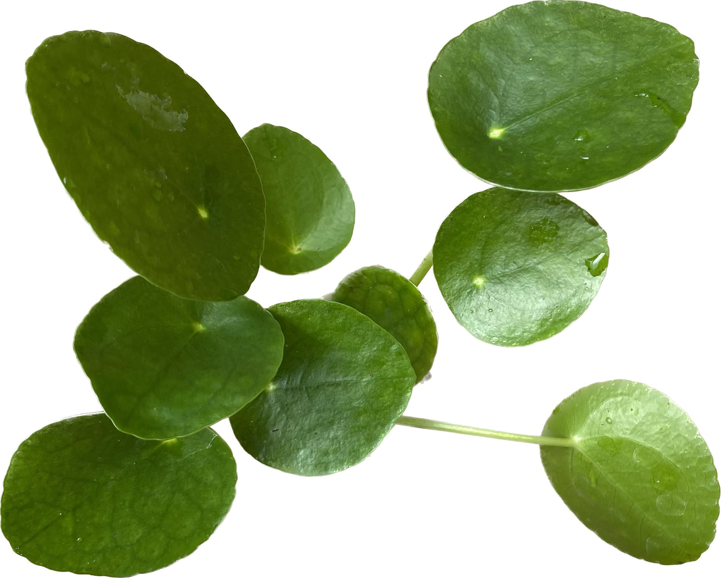 Chinese Money Plant Live - Pilea peperomioides Live Plant | Easy Care Indoor Houseplant | Air Purifying | 4-Inch & 6-inch Pot Available | California Seller