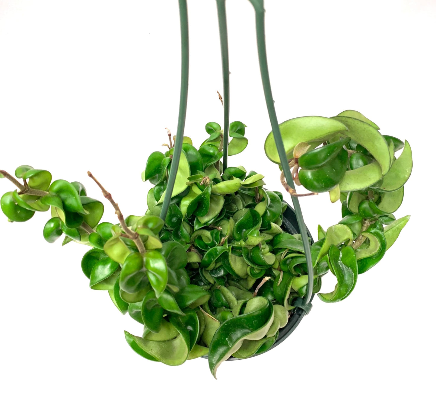 Hoya Compacta aka Hoya Hindu Rope Available in 2", 4", and 6" Pot Live Hoya Plant Captivating Vine Plant for Air-Purifying - Hoya Plants Live Houseplants