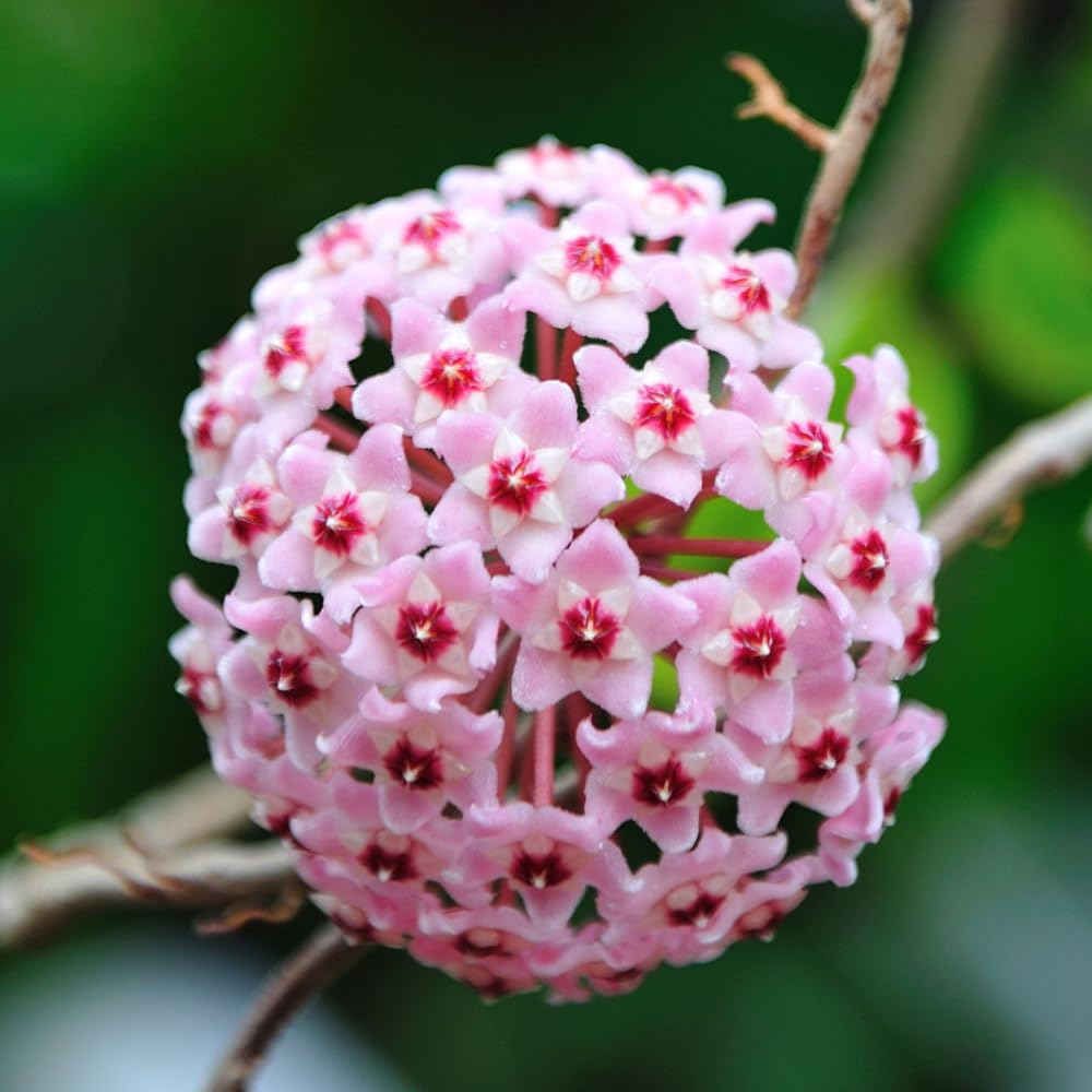 Hoya Krimson Princess Available in 2", 4", or 6" Pot Hoya Carnosa Vareiagata, Hoya Princess - Trailing Plant - Live Hoya Plant - Air Purifying Plant - Live Arriaval Guarantee!