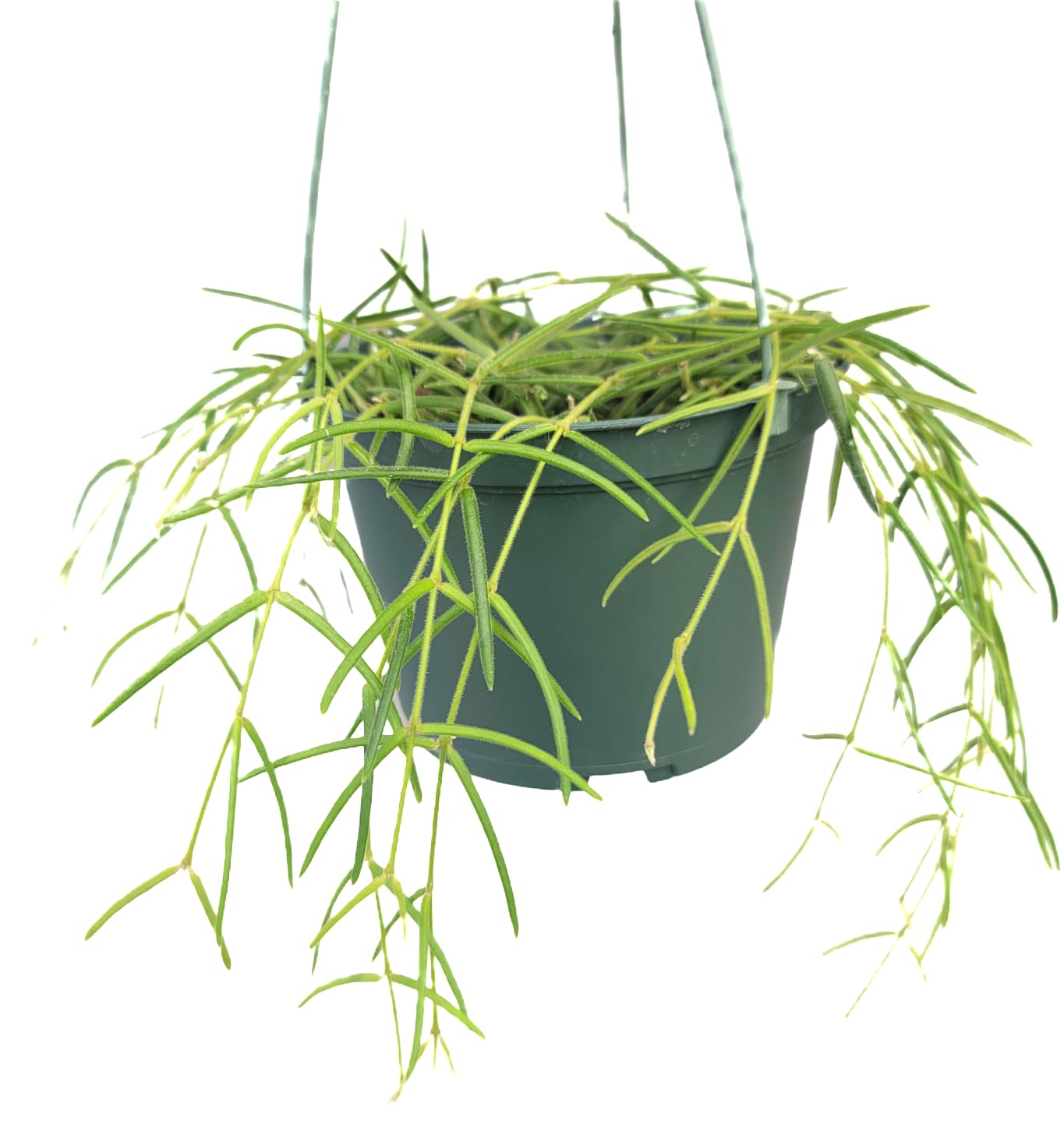 Hoya Linearis Live Plant in 6” Hanging Pot – Rare Trailing Houseplant with Fuzzy Foliage - Hoya Plants Live Houseplants - Air Purifying Plant - Ships from CA