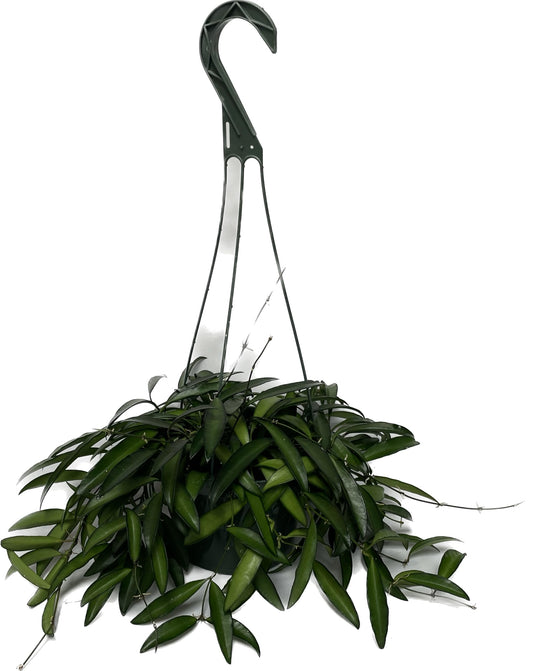 Hoya Wayetii Captivating Wax Plant - Air Purifing Live Plant - Hoya Plants Live Houseplants - Available in 2" Pot, 4" Pot and 6" Hanging Pot - Ships from CA - Pet Friendly Plant