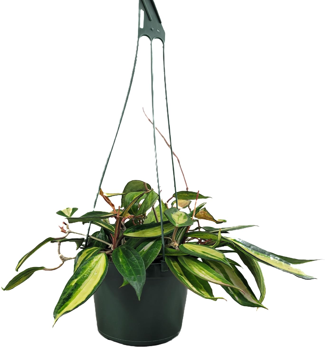 Hoya Pot of Gold - Inner Variegated Hoya Latifolia FKA Macrophylla Inner Variegated - Available in 3.5", 4.5" Pot & 6" Pot - Hoya Plants Live Houseplants