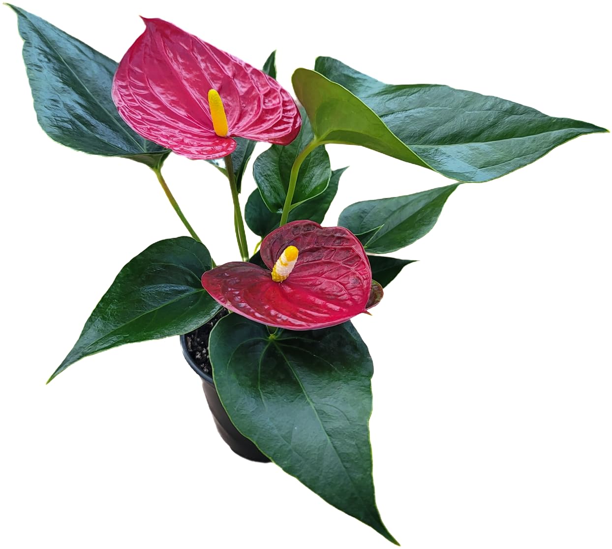 Anthurium Red Flower Aristo - Exotic Tropical Houseplant with Glossy Red Flowers and Lush Foliage - Easy-Care Indoor Plant - CA Seller - Air Purifying Plant