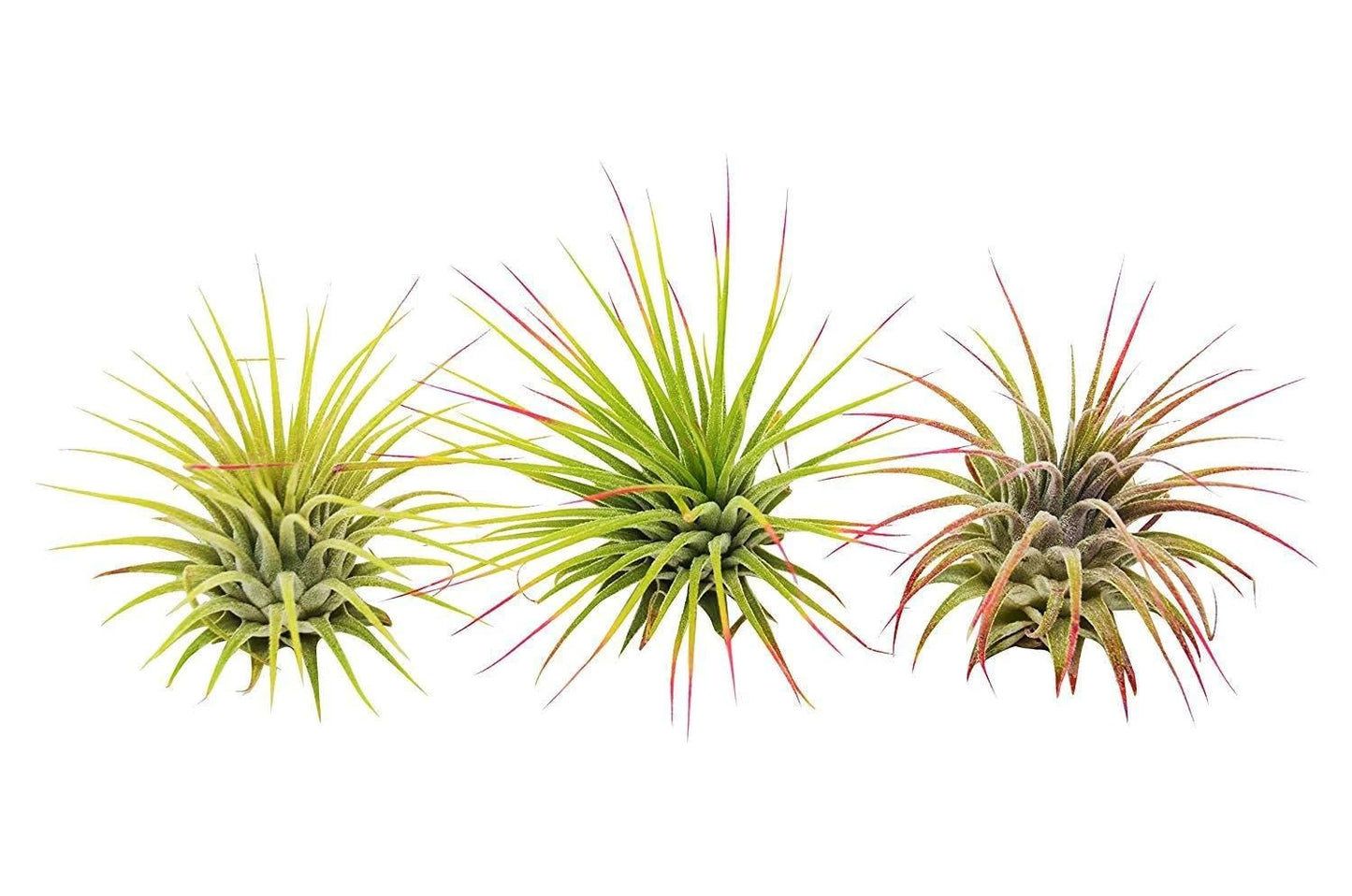 Air Plants Live Variety Pack - Pack of 3 Live Air Plants - Tillandsia Live Plants Assorted - Air Purifying Plant - California Seller