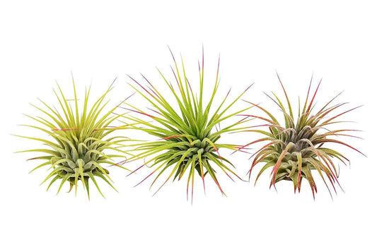 Air Plants Live Variety Pack - Pack of 3 Live Air Plants - Tillandsia Live Plants Assorted - Air Purifying Plant - California Seller