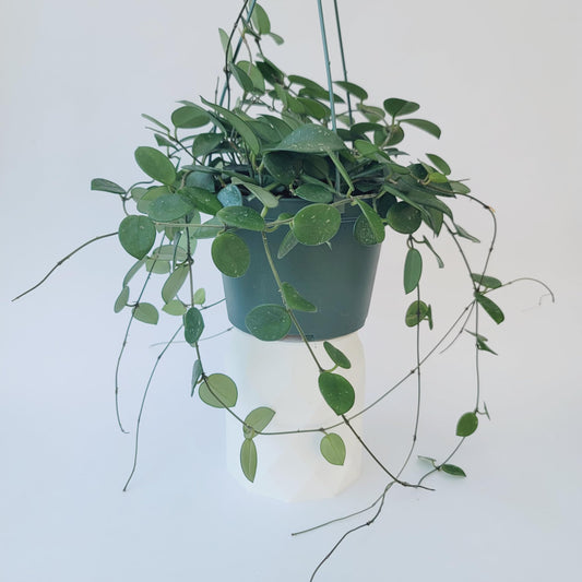 Hoya Mathilde Live Plant – Hoya Carnosa x Hoya Serpens - Rare Trailing Houseplant - Hoya Plants Live Houseplants - Air Purifying Plant - Ships from CA