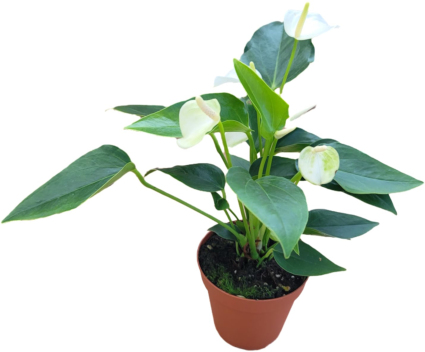 Anthurium White Flower Andraeanum - Exotic Tropical Houseplant with Glossy White Flowers and Lush Foliage - Easy-Care Indoor Plant - CA Seller - Air Purifying Plant