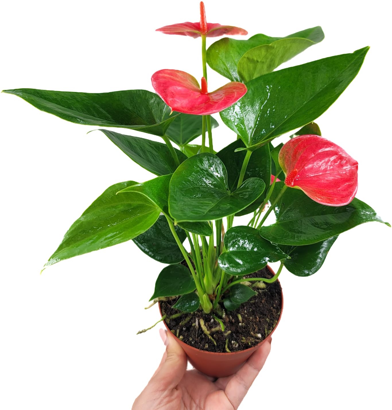Anthurium Live Plant Pink Flowers - Anthurium Andraeanum Pink Flower - Anthurium Plants Live House Plants - Heart-Shaped Leaves - Available in 4" & 6" Pot - CA Seller