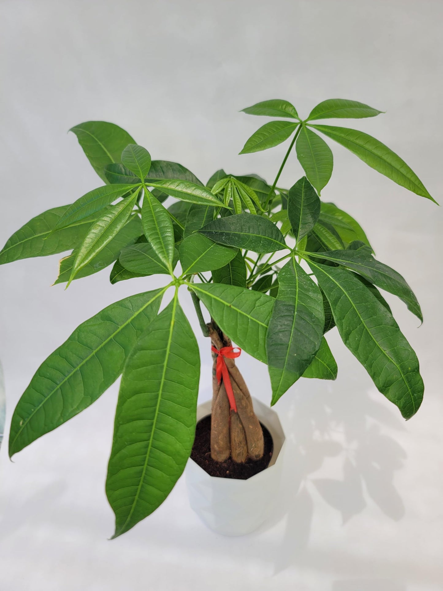 Braided Chinese Money Tree Live Plant - Now Available in Geometric Self-Watering Planter - Pachira Aquatica - Live Bonsai Tree - Air Purifying Plant