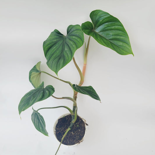 Philodendron Plowmanii – Rare Collector Philodendron with Large Silver-Green Quilted Leaves – Exotic Aroid Live Plant for Indoor Décor – Easy Tropical Houseplant