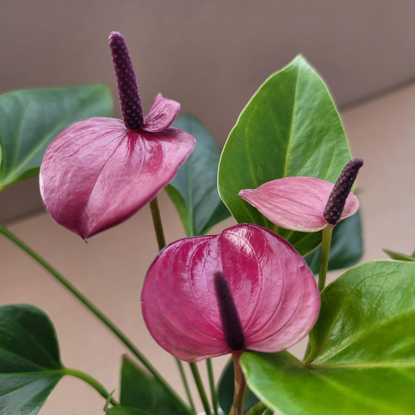 Anthurium Purple Andraeanum - Exquisite Indoor Plant with Long-Lasting Blooms and Lush Foliage & Glossy Purple Flowers - Easy-Care Indoor Plant - CA Seller - Air Purifying Plant