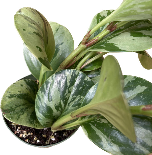 Live Rubber Plant - Peperomia Marble - Peperomia Obtusifolia Marble Variegated - Available in 3", 4", and 6" Pots - CA Seller - Ideal Gift for Home, Office - Peperomia Live Plant