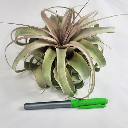 Large Air Plant Live Tillandsia Xerographica | Size 6-8 inches | Tillandsia Xerographica Large Air Plant Live | CA Seller