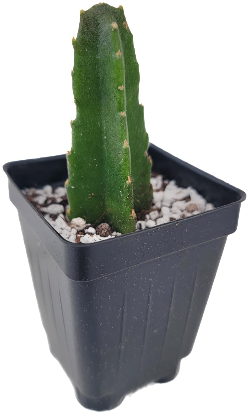 Starfish Cactus with Beautiful Giant Yellow Flowers | Stapelia gigantea | Giant Starfish Plant | Rare Live Plant Huernia | CA Seller