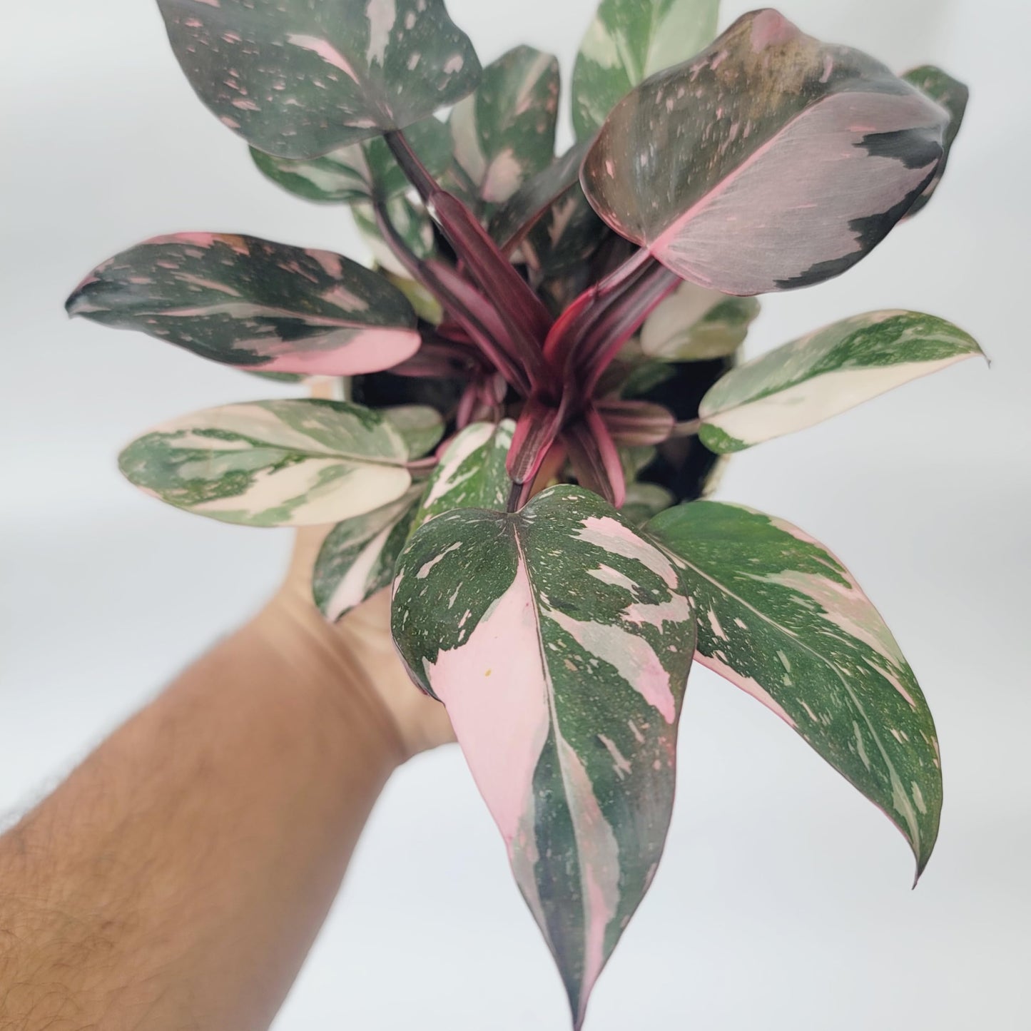 Philodendron Pink Princess Marble Galaxy Variegation with Dark Cherry Colors - Perfect Plant Gift - Rare Pink Live Plant - Variegated Philodendron eurebscens - CA Seller
